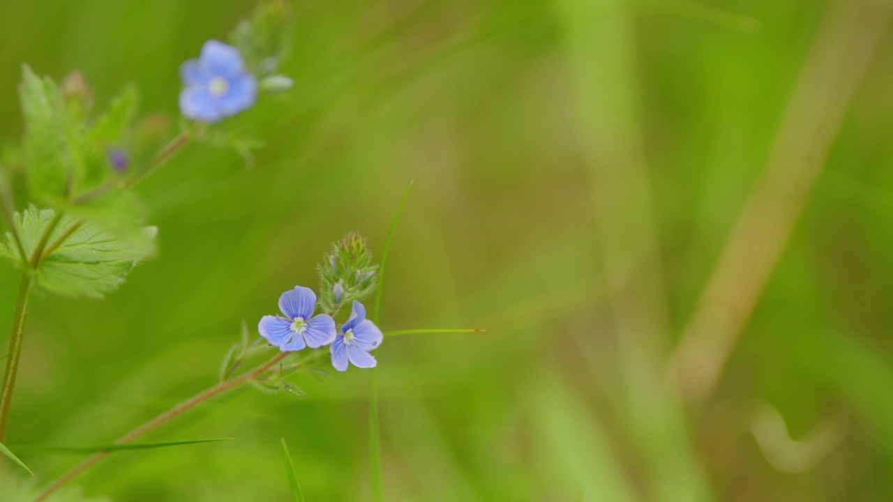 维罗妮卡在春天开蓝色的花。车前草科的开花植物。有选择性的重点。视频素材