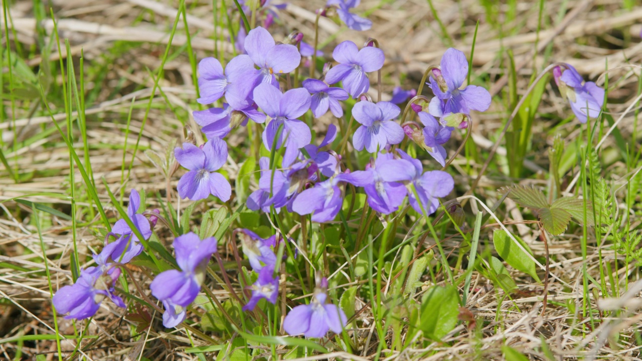 紫罗兰在春天的草地上绽放。早期的紫罗兰。自然的春天背景。视频素材