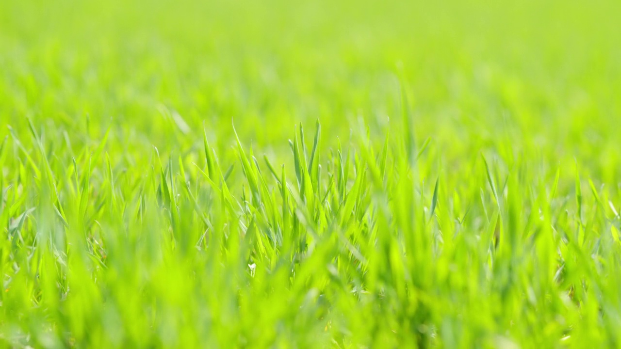 农村的农场。美丽新鲜的绿草。冬天的领域。有选择性的重点。视频素材