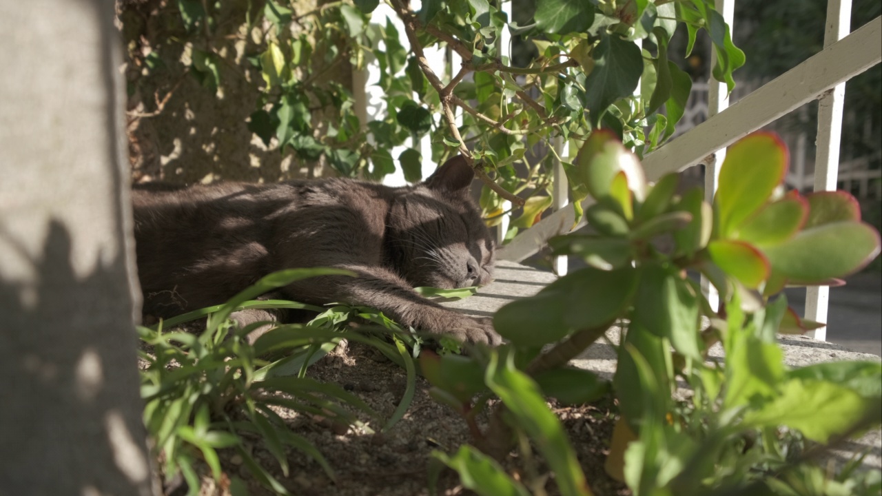 慵懒可爱的黑猫睡在夏天的家花园视频素材