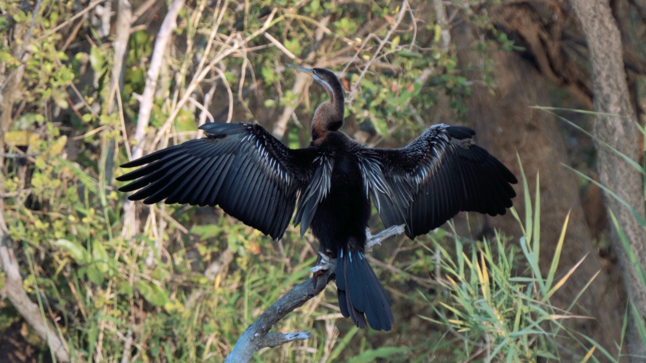 南非克鲁格国家公园的非洲飞镖，或Anhinga rufa，或蛇鸟视频素材