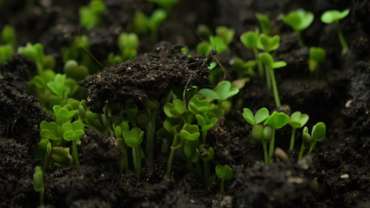 近距离生长的植物在时间推移，芽萌发在温室视频素材