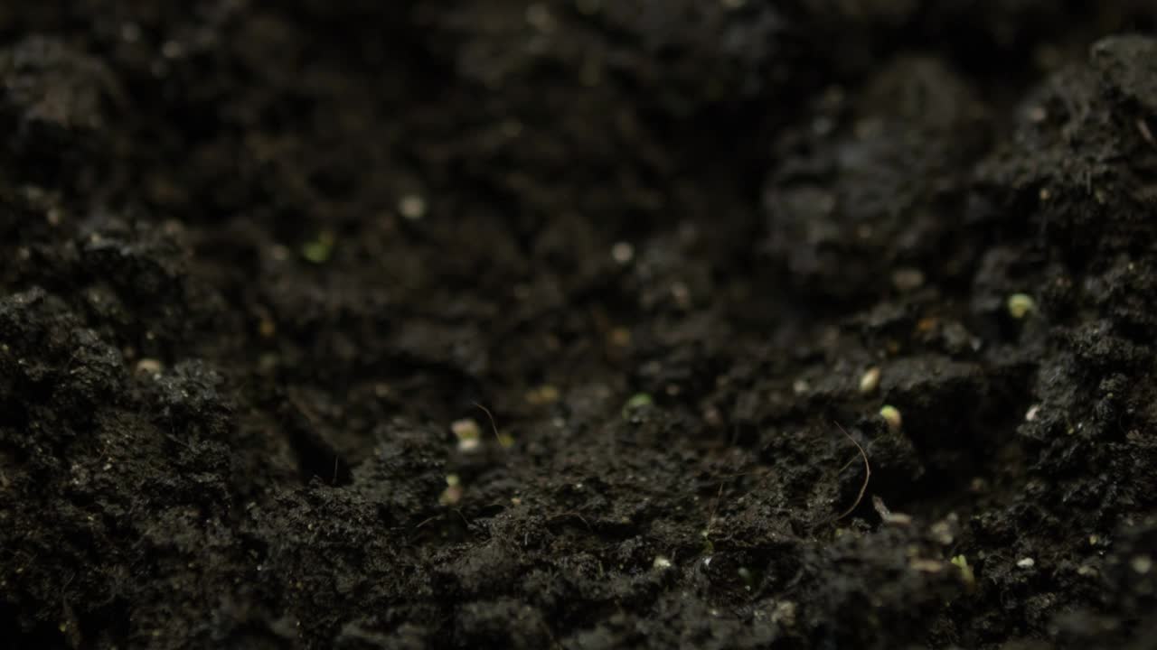 微绿色植物，在时间流逝中生长，芽萌发新生沙拉视频素材