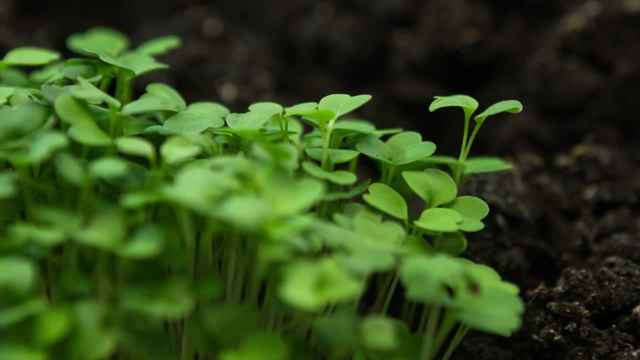 在温室农业中，植物生长时间推移，芽萌发视频素材