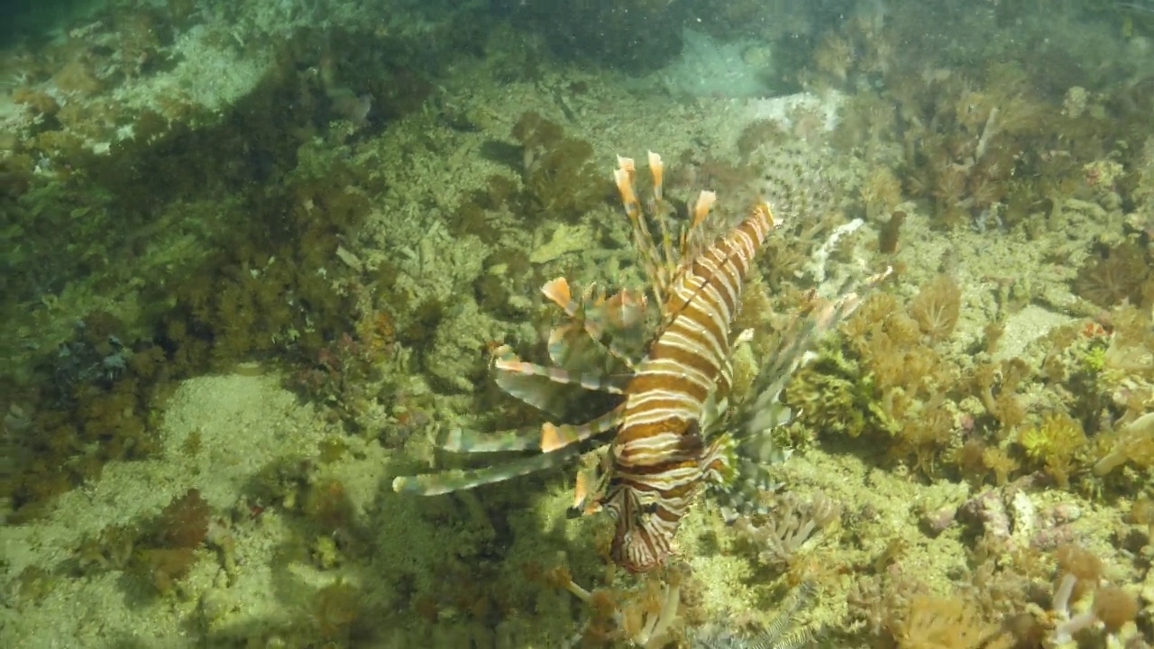 普通狮子鱼(Pterois volitans)视频素材