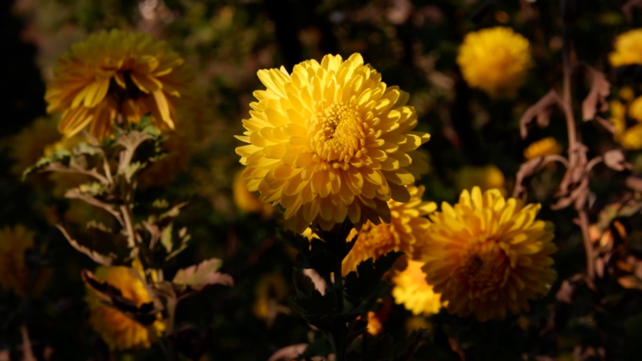 花园里的黄色菊花。美丽的秋花背景。视频素材