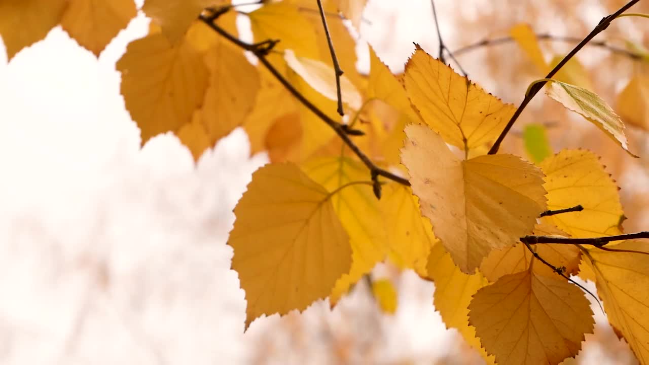 树枝上秋天的黄叶在风中摇曳。阴天的金秋美景视频素材