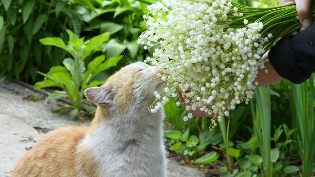 猫闻铃兰花。前视图。视频素材