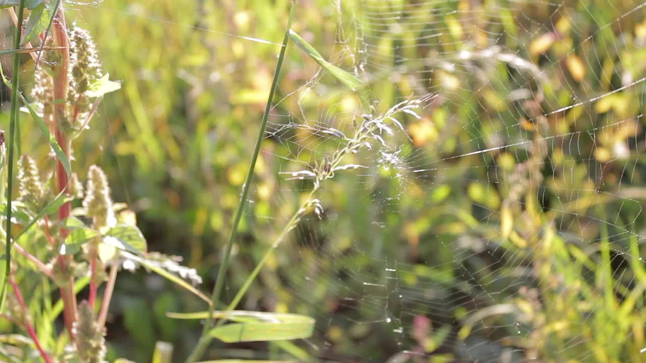 草地上的蜘蛛网。夕阳下草地上的网，随风飘动视频素材