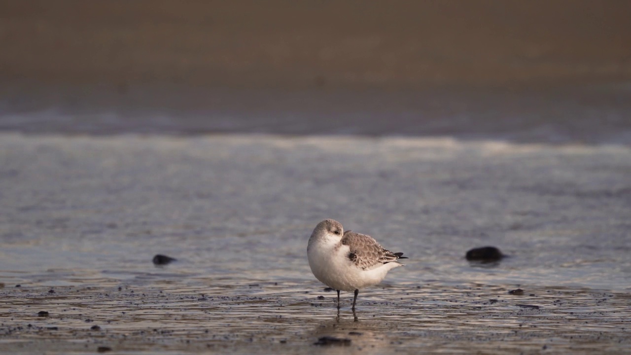 一只Sanderling (Calidris alba)在海滩上睡觉，其他Sanderling从旁边经过视频素材