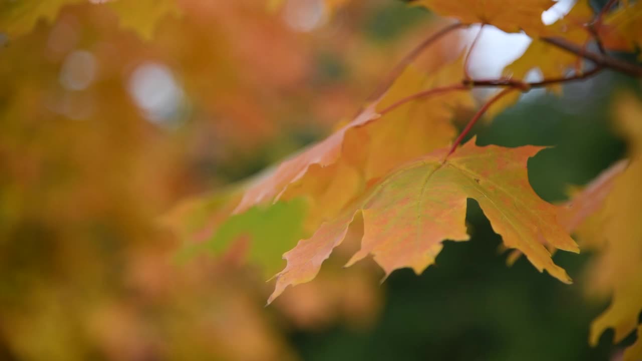 橙秋枫叶视频素材