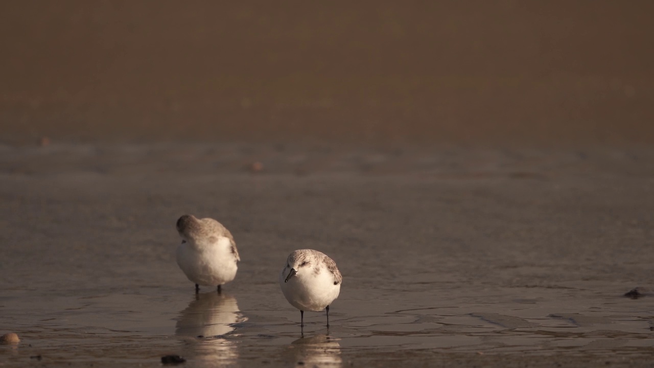 一只桑德林(Calidris alba)在阳光下发光视频素材