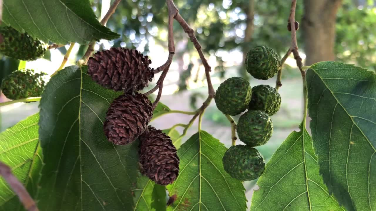 白桤木-混合雌性球果视频素材