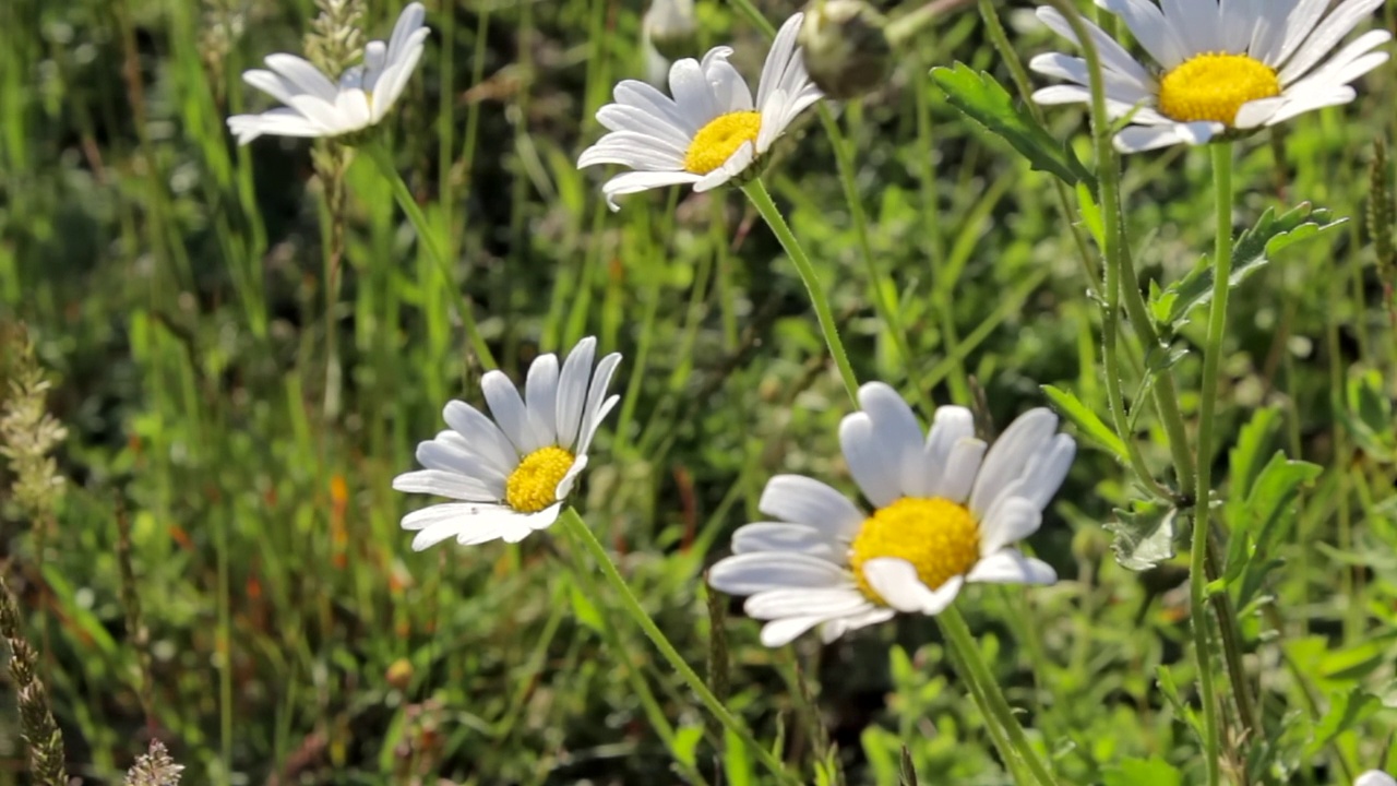 太阳下草地上的雏菊。甘菊，甘菊花。夏天的时间。视频素材