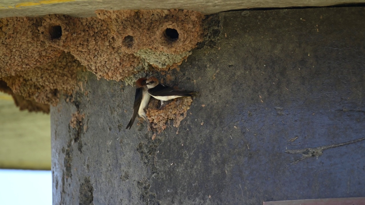 欢迎吞咽(Hirundo neoxena)视频素材