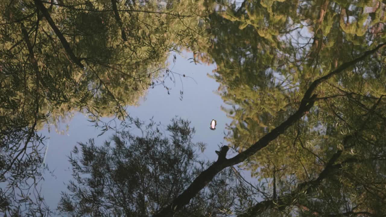 河流中森林的倒影，随着海浪摇曳的树木，聚焦于漂浮在水面上的花瓣，4k慢动作镜头。视频素材