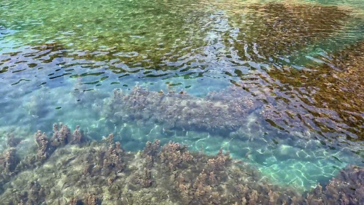 海水，透明的蓝绿色表面和浓密的海藻在底部。视频素材