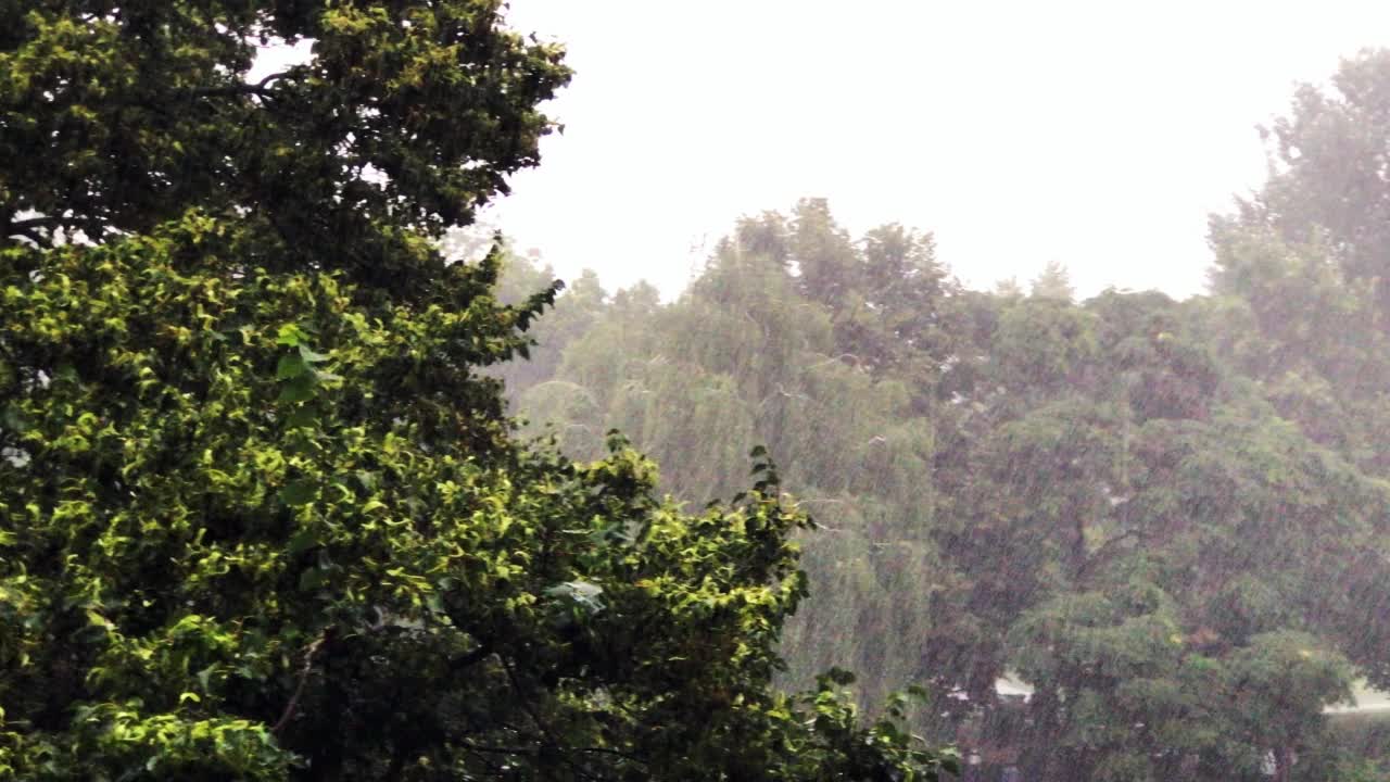 公园里夏季的大雨视频素材