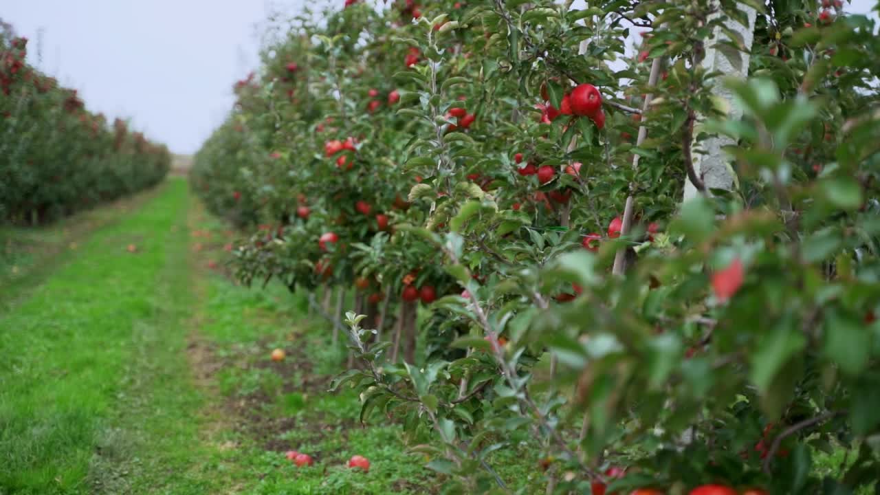 苹果果园。在秋天，无数的苹果树上结满了成熟的红苹果。丰收的季节视频素材