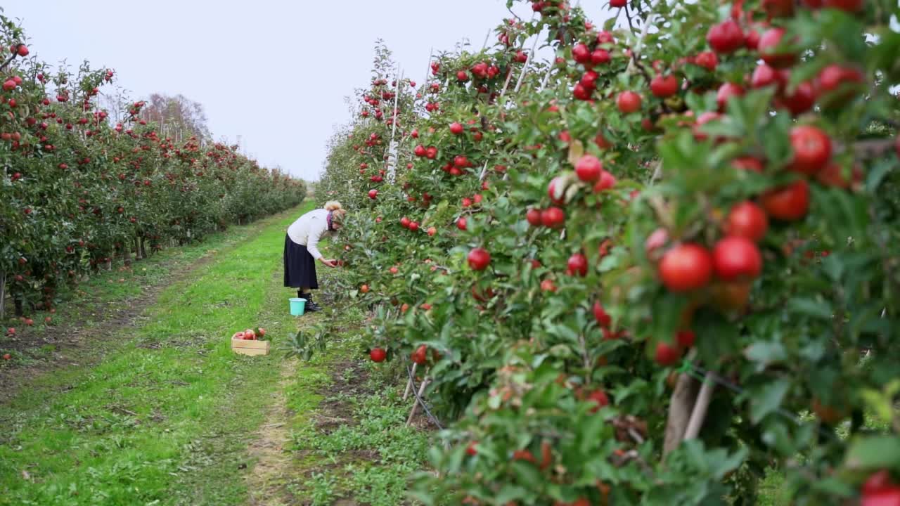 自助摘苹果。一个成年女子在果园里摘苹果视频素材