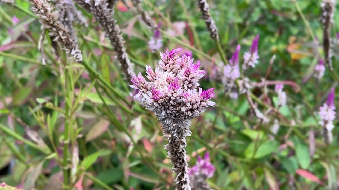 大自然花园中的银茶花视频素材