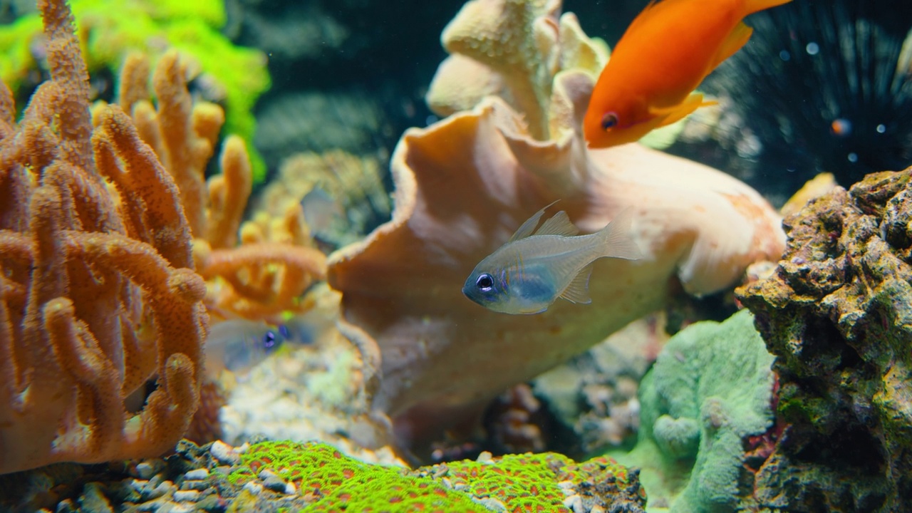 广泛分布的野生淡水小幼鱼在典型的温带河流生态水族馆中游泳。鲤科的亚科。Rhodeus uyekii amarus，欧洲苦酒。视频素材