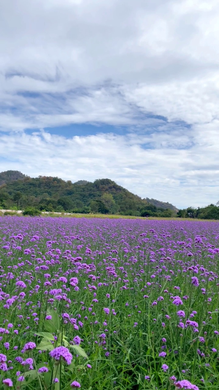 紫罗兰马鞭草花视频素材