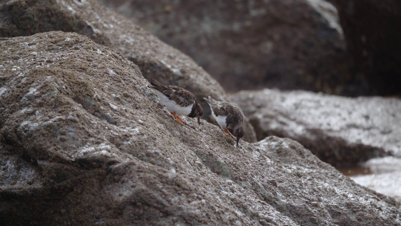 Turnstones Arenaria解释在英国海岸线上的藤壶视频素材