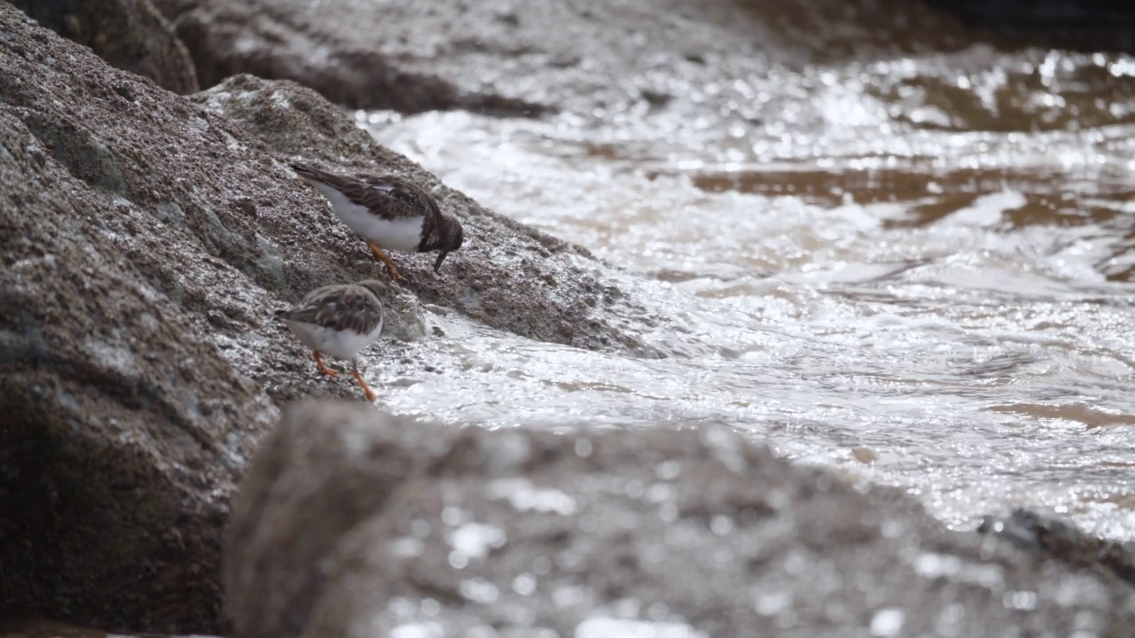 Turnstones Arenaria解释在英国海岸线上的藤壶视频素材