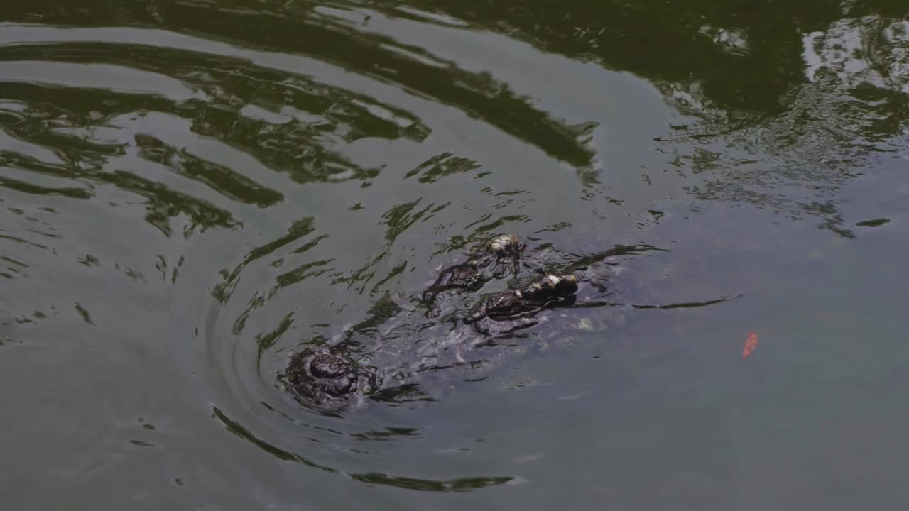 4k鳄鱼在河里游泳。泰国的鳄鱼在河边漂来漂去。视频素材