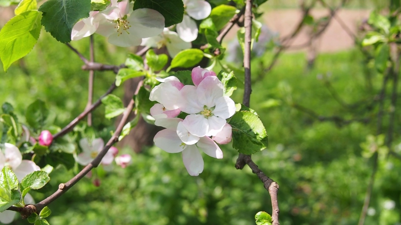 春天花园里的苹果花盛开视频素材