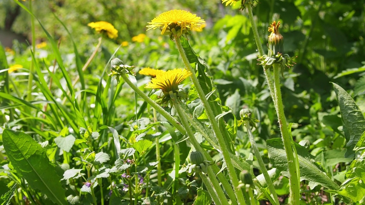 花园里的蒲公英花视频素材