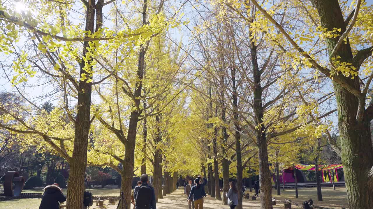 韩国南西岛美丽的银杏树视频素材