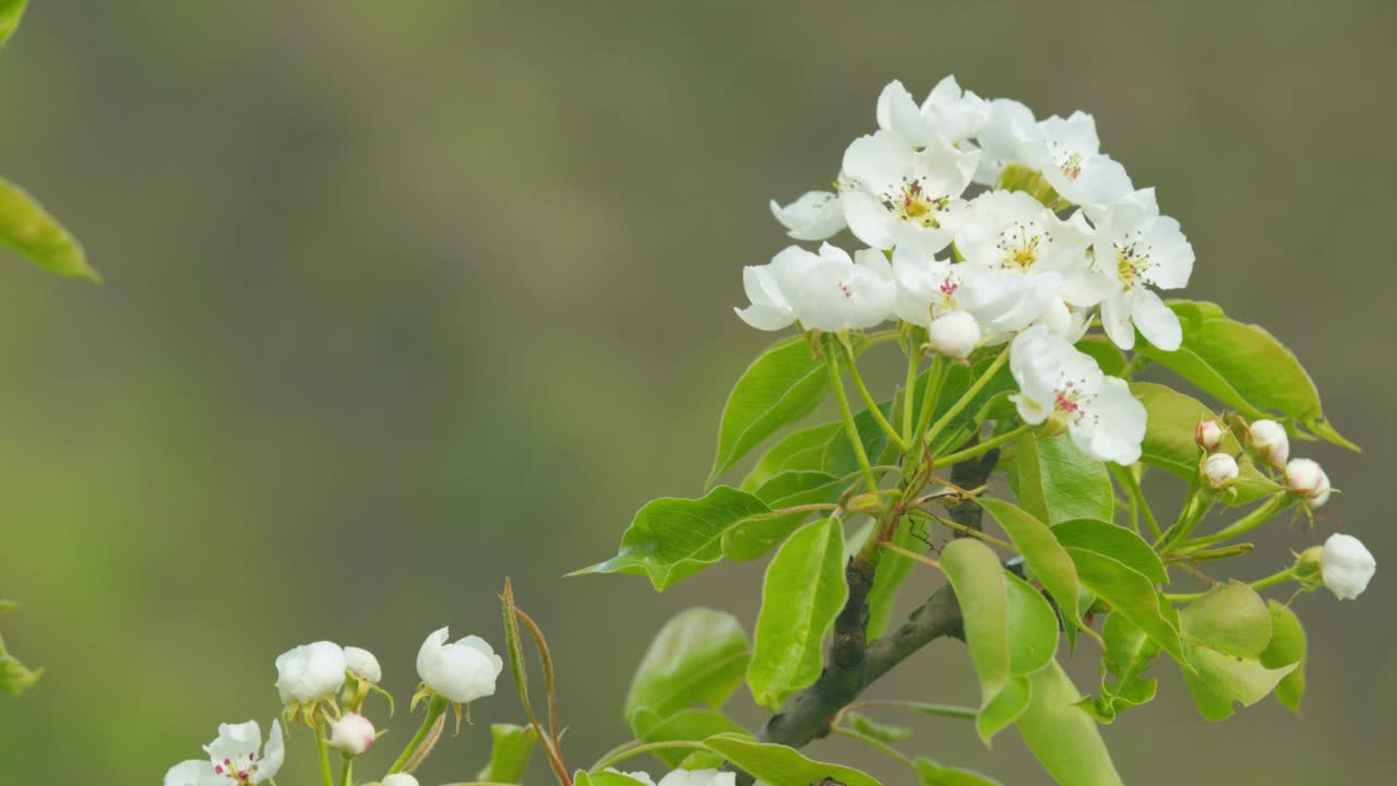 春天的花园。梨花盛开，树在风中摇曳。春天的大自然。关闭了。视频素材