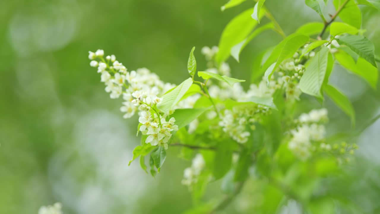 开花鸟樱桃树的树枝。鸟樱桃树在开花。大规模开花。缓慢的运动。视频素材