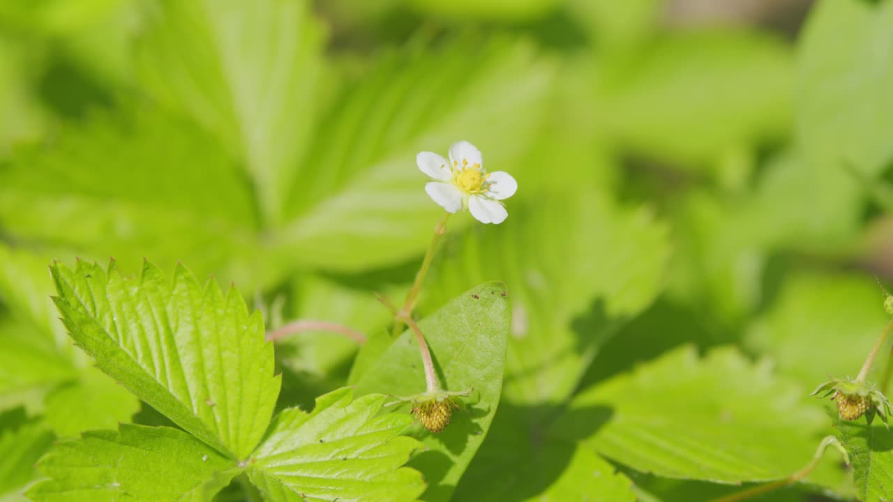 在温室的草莓农场里种植。在花冠内形成花蕾的草莓植株。关闭了。视频素材