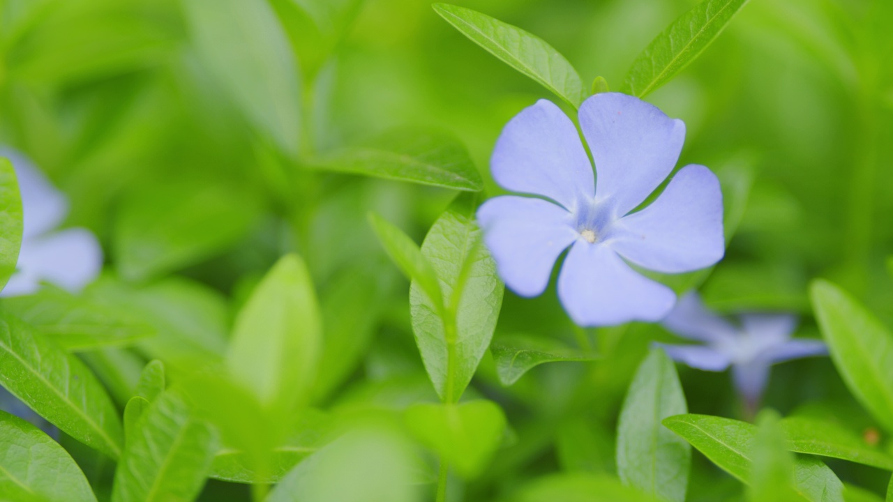 在春风中，小长春花的明亮的蓝色花序和绿色的叶子。景深浅。视频素材