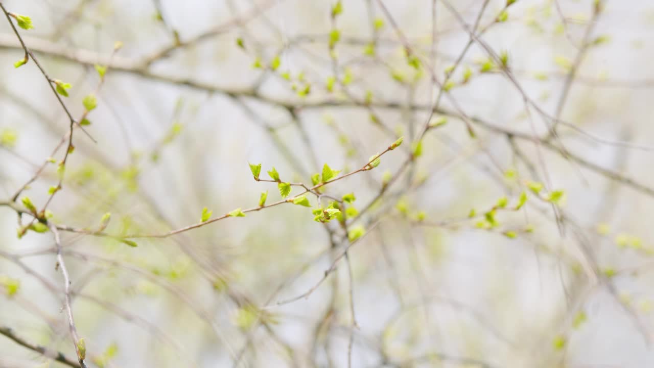 阳光照在绿叶上。嫩绿的桦树叶子。桦树的叶子和阳光灿烂的日子。有选择性的重点。视频素材