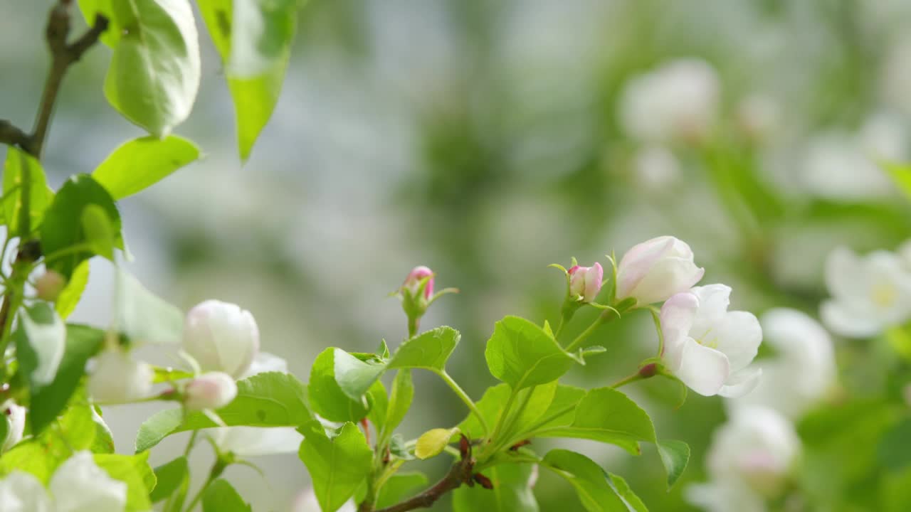 美丽的春天苹果树花开花落。树枝上开着美丽的花。视频素材