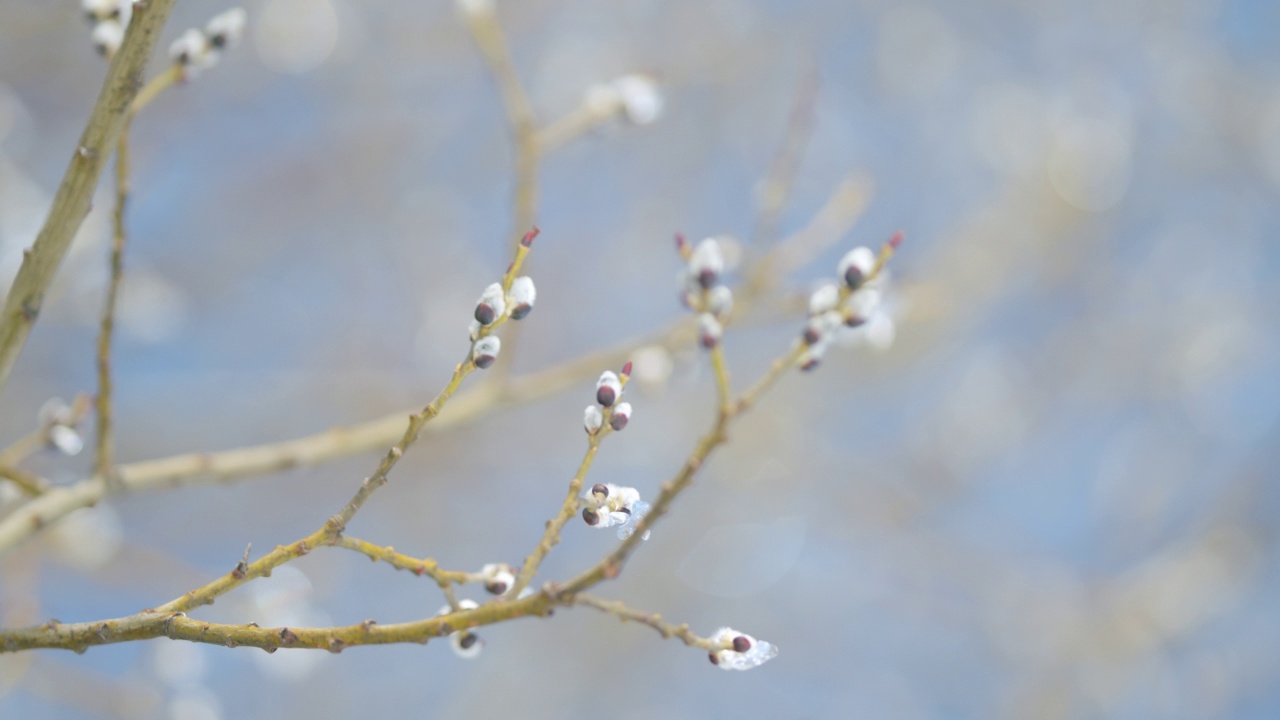 早春。春天，冰雪覆盖的柳树在蓝天下绽放。散景。视频素材