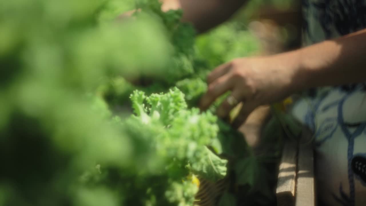 妇女正在把刚切好的绿叶蔬菜放进篮子里视频素材