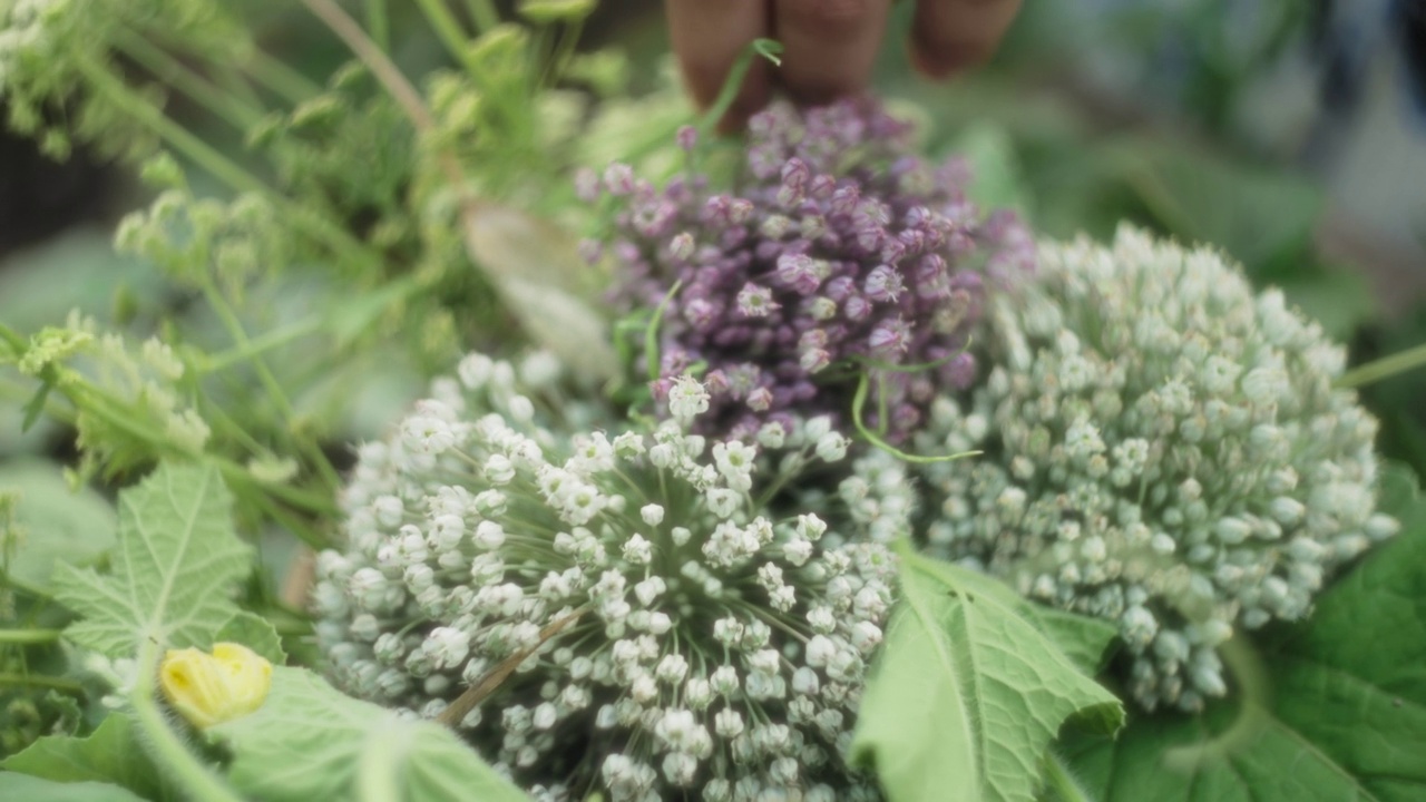 女人把花园里切好的开花洋葱放进篮子里视频素材