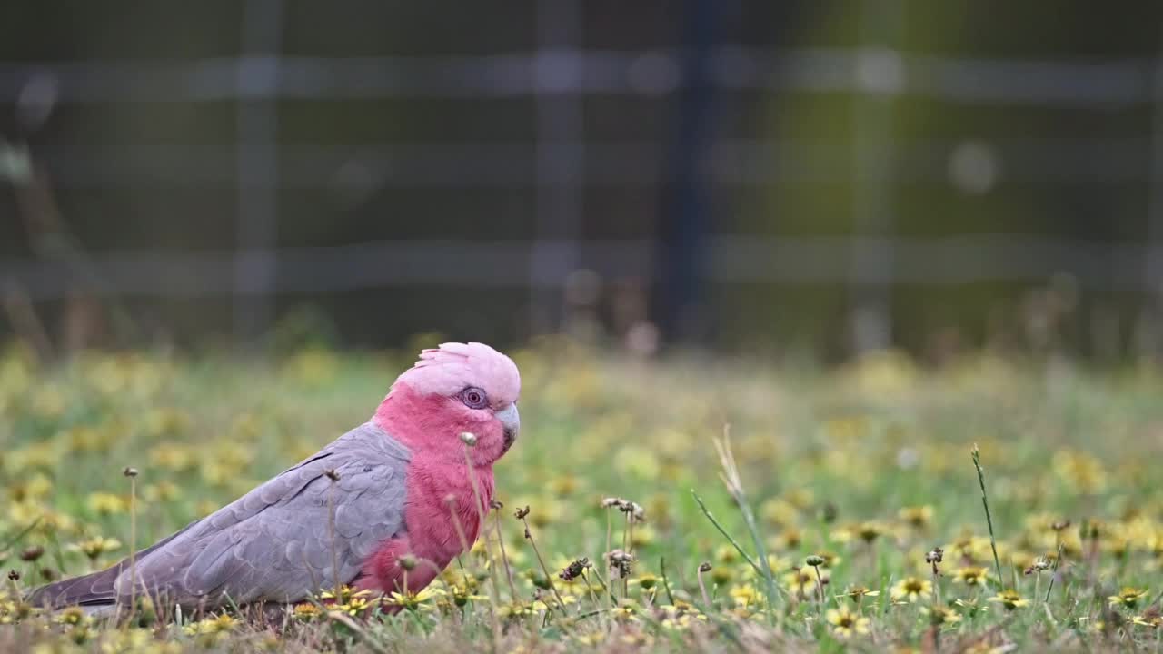 提尼视频素材