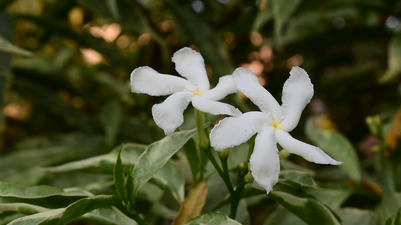 常见的茉莉花视频素材