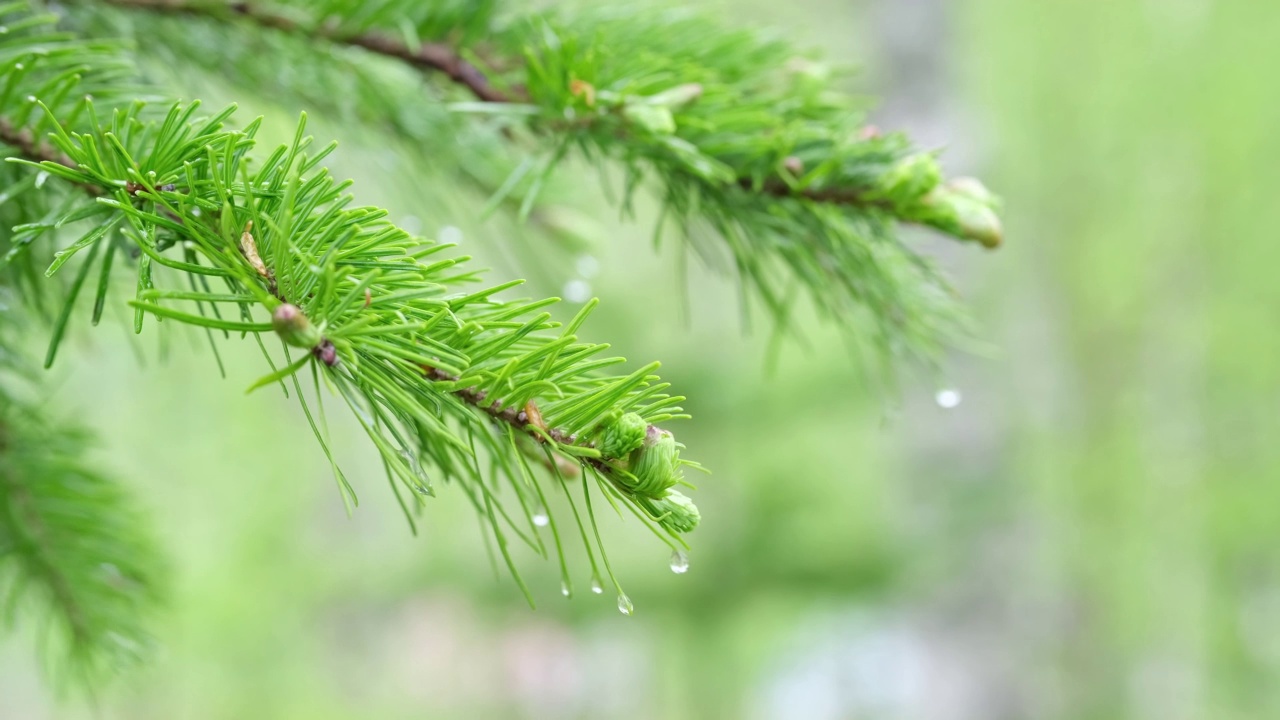 冷杉树枝上的雨滴在风中摇曳。视频素材