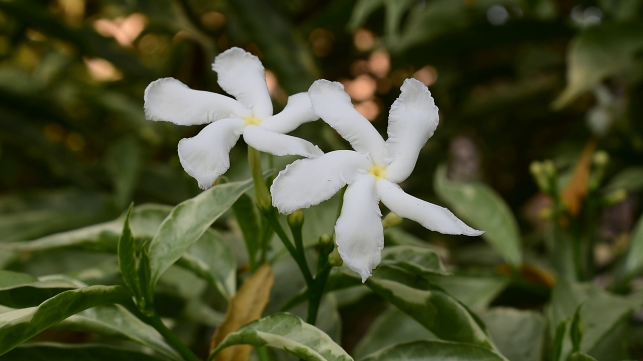 常见的茉莉花视频素材