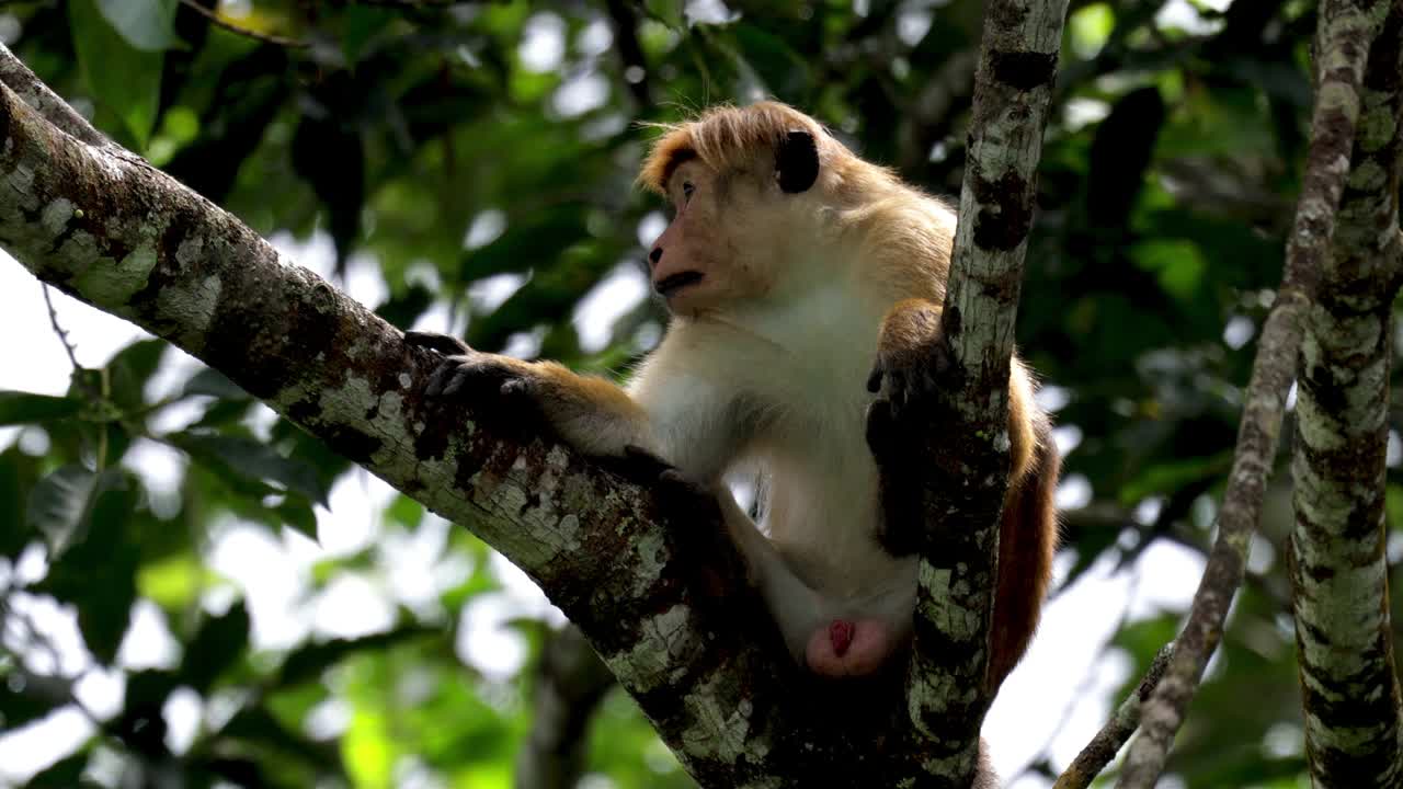 野生托克猕猴(托克猴):斯里兰卡视频素材