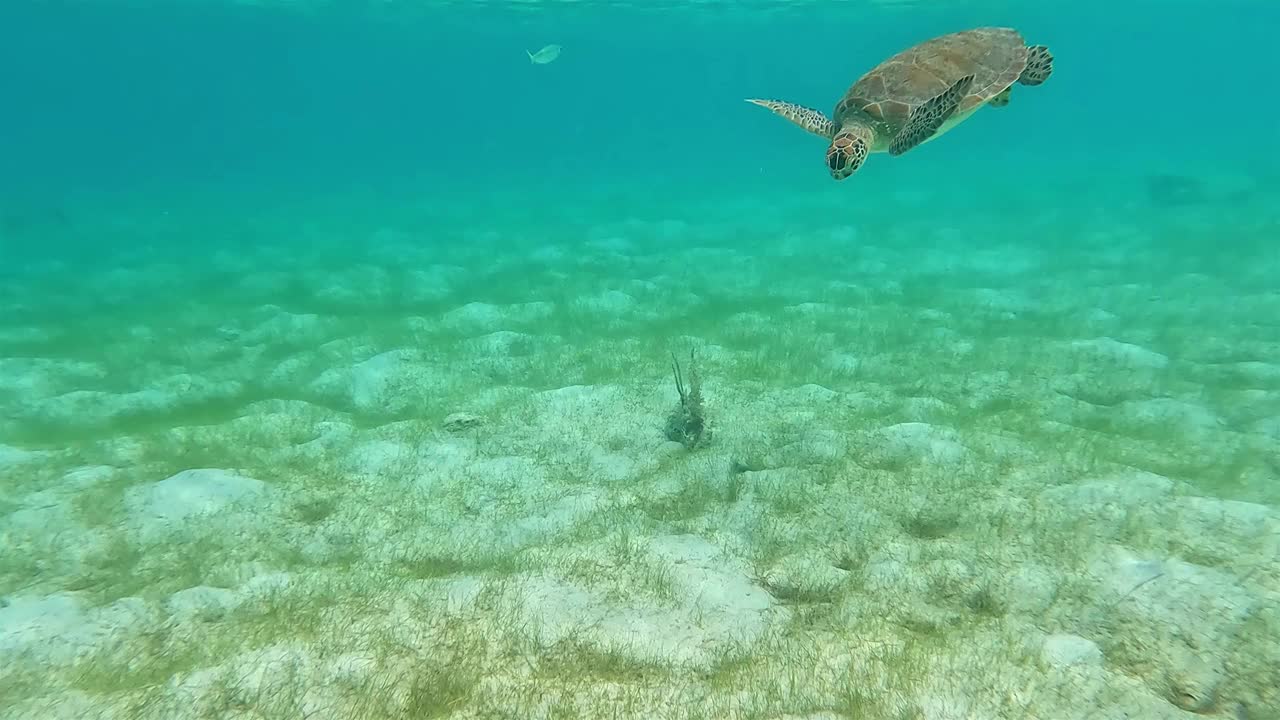 美属维尔京群岛圣约翰珊瑚礁:海龟视频素材