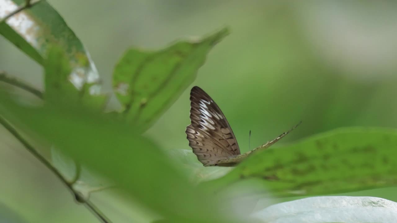 七彩蝴蝶，新加坡视频素材