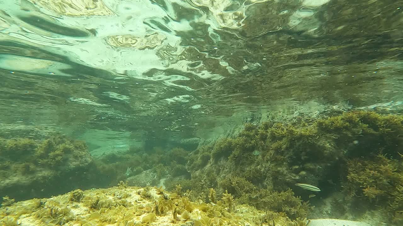 美属维尔京群岛圣约翰的珊瑚礁。视频素材